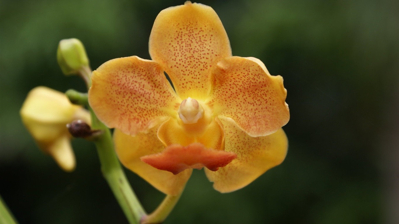 Orchid wallpaper photo (2) #15 - 1366x768