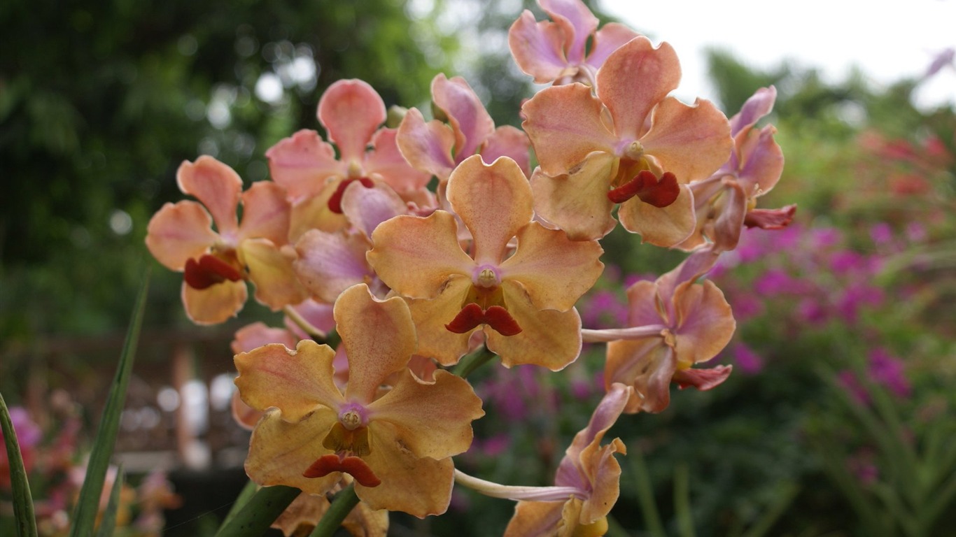 Orquídea foto de fondo de pantalla (2) #17 - 1366x768