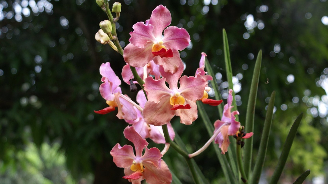 Orquídea foto de fondo de pantalla (2) #18 - 1366x768