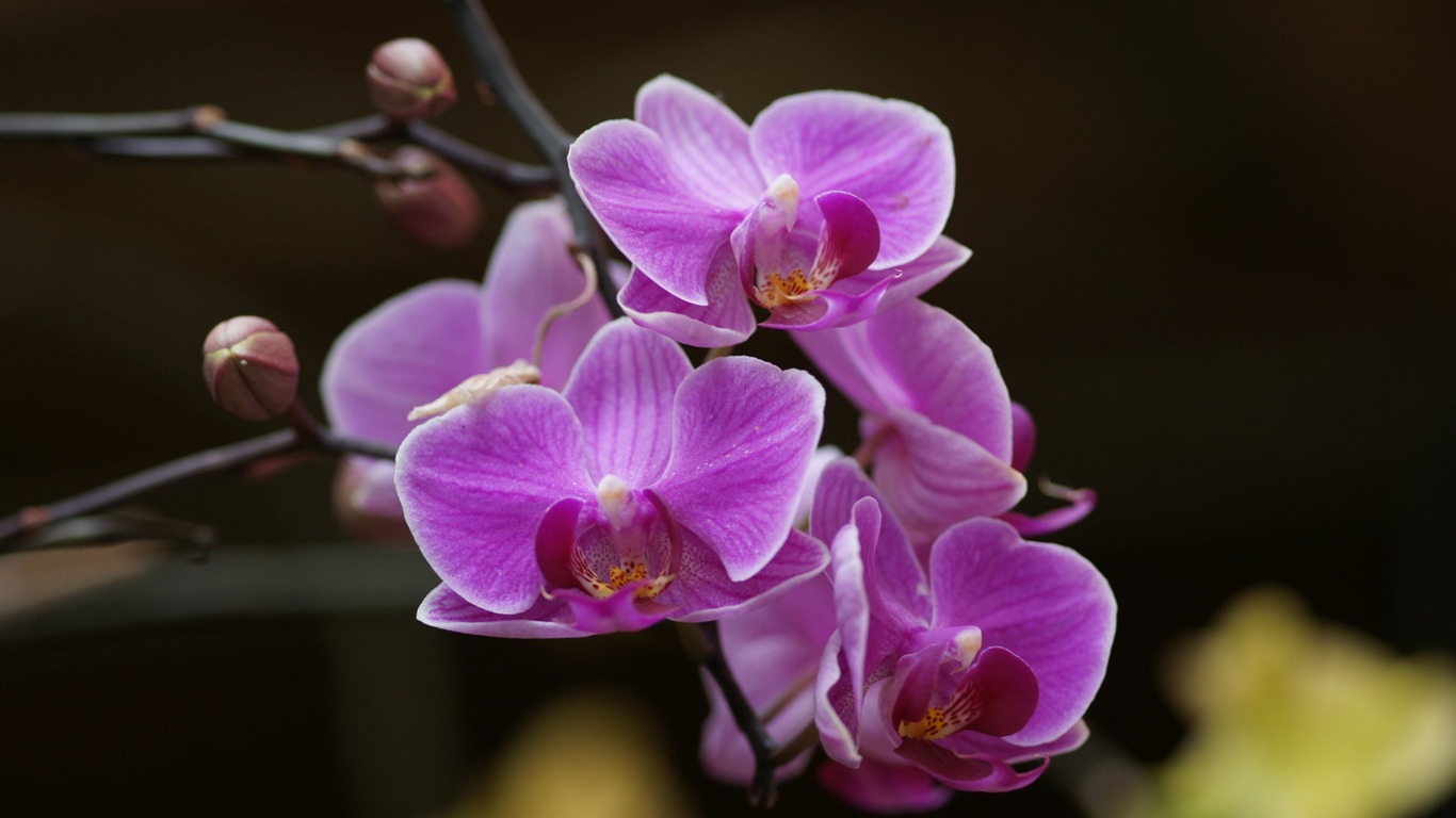 Orquídea foto de fondo de pantalla (2) #20 - 1366x768