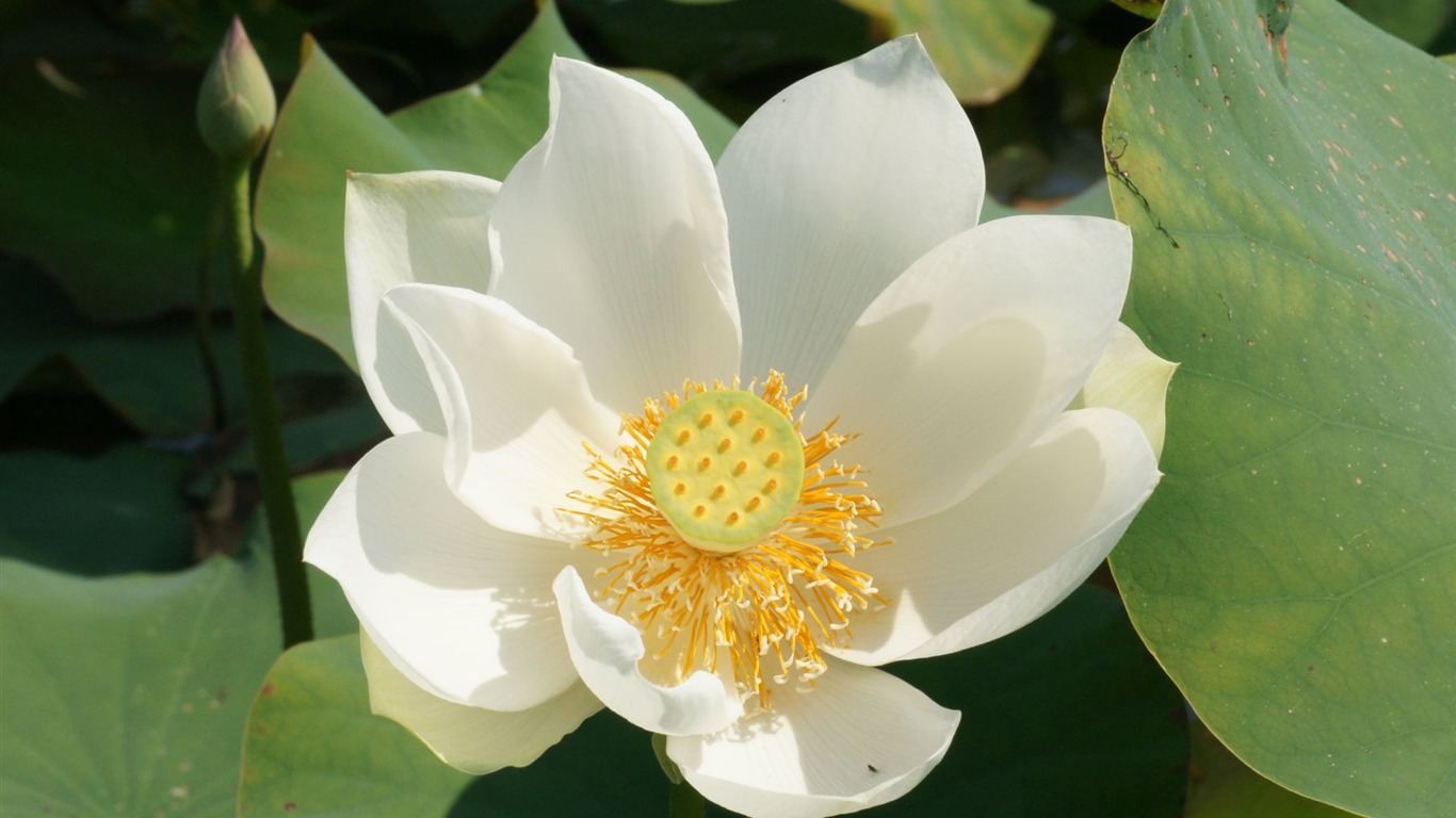 Lotus tapety foto (2) #1 - 1366x768