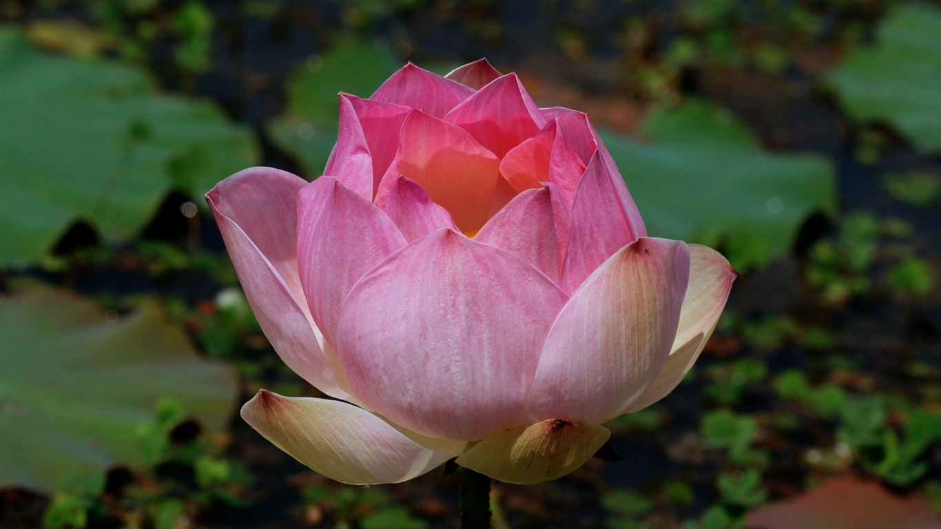 Lotus tapety foto (2) #2 - 1366x768