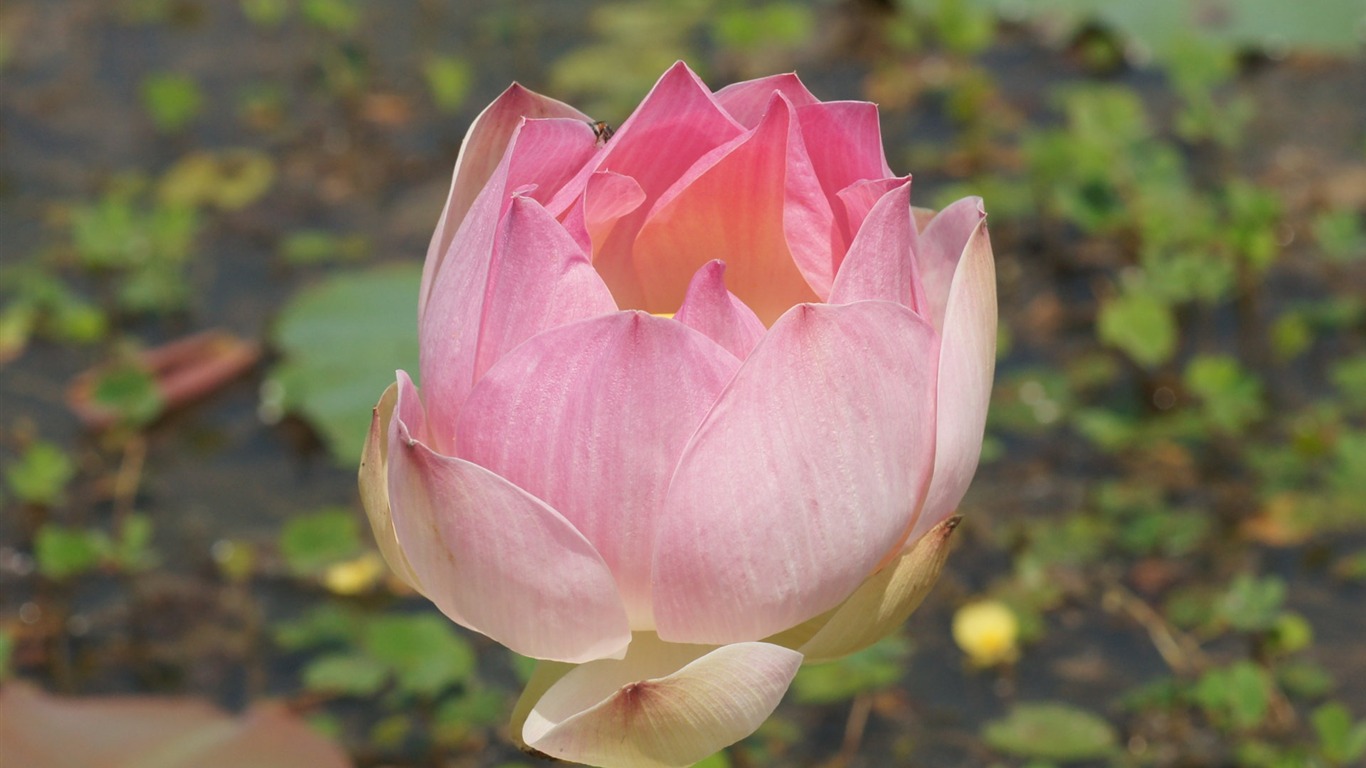 Lotus fondos de escritorio de la foto (2) #3 - 1366x768