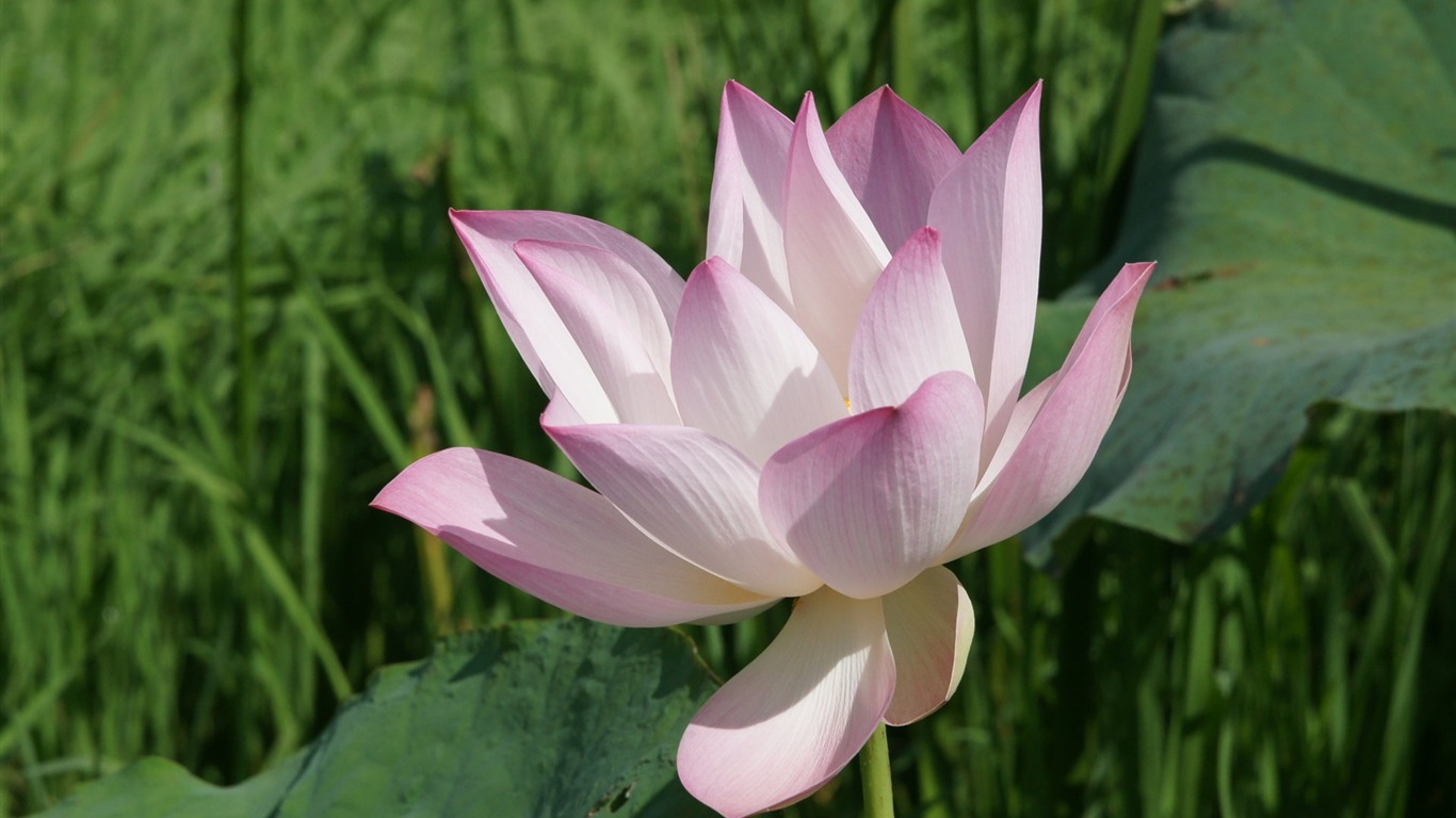 Lotus fondos de escritorio de la foto (2) #5 - 1366x768