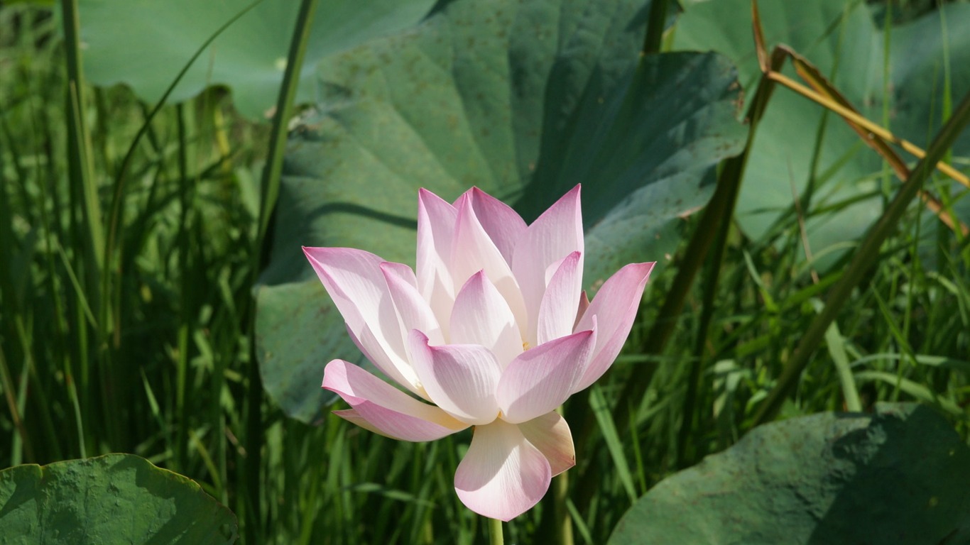 Lotus fondos de escritorio de la foto (2) #6 - 1366x768