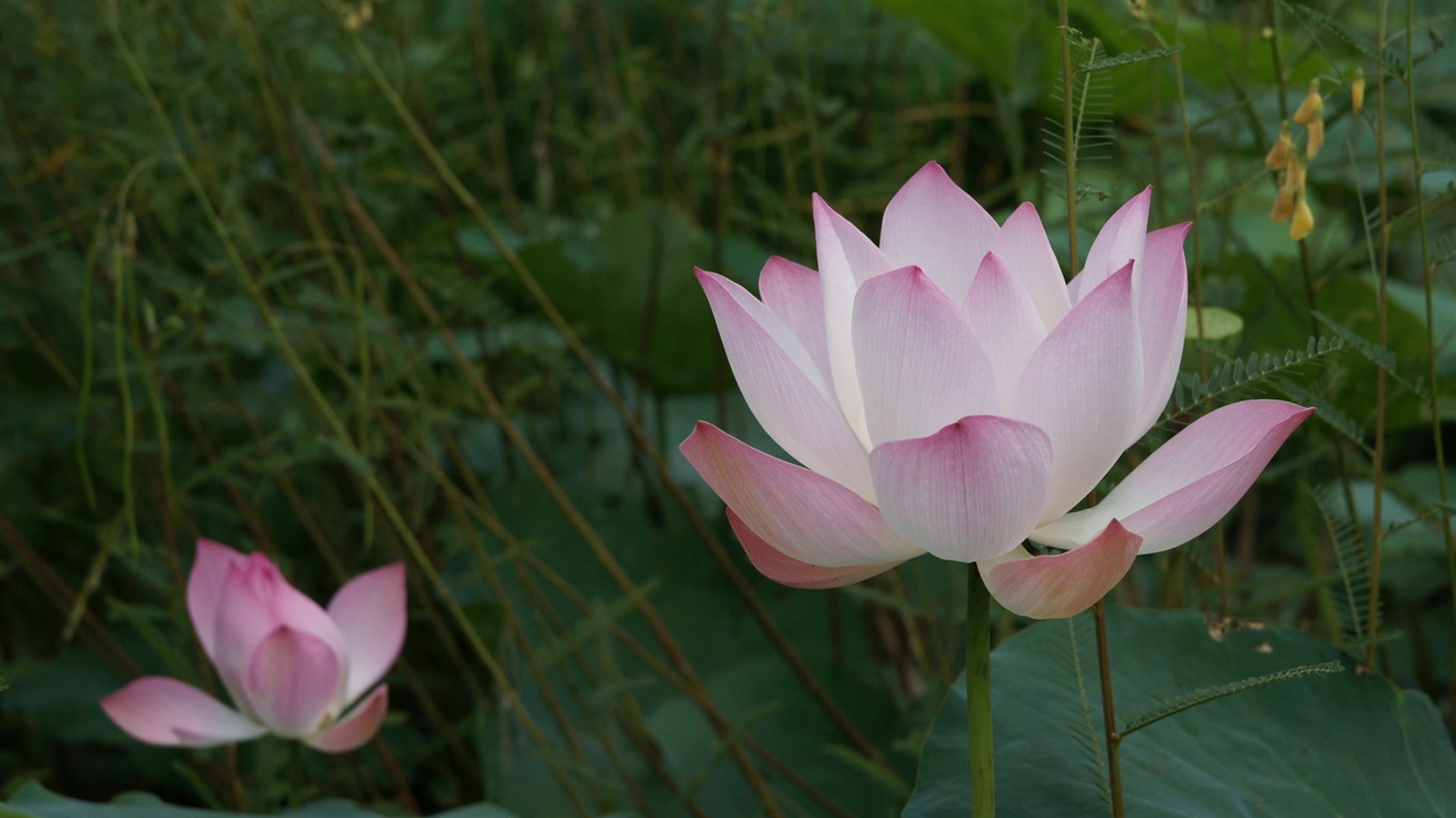 Lotus tapety foto (2) #7 - 1366x768