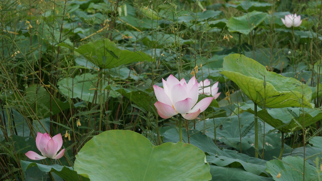 Lotus tapety foto (2) #8 - 1366x768