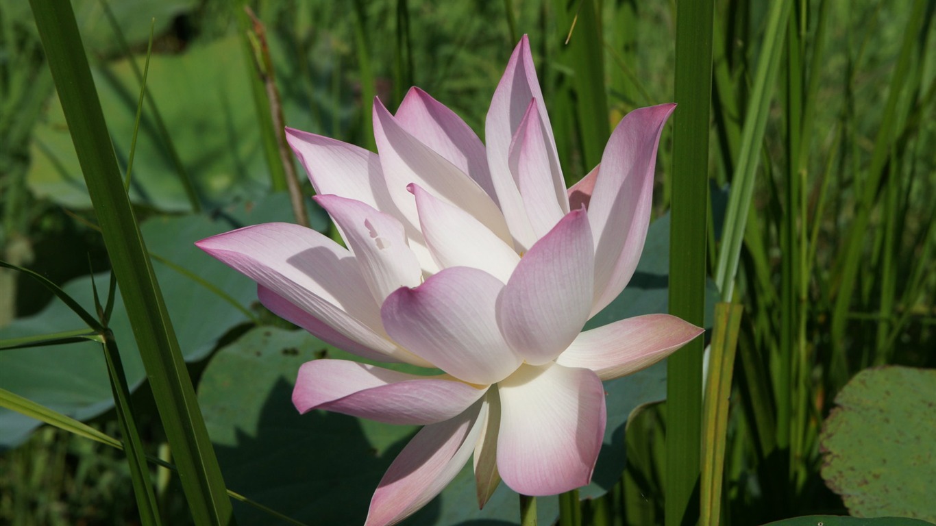 Lotus fondos de escritorio de la foto (2) #9 - 1366x768