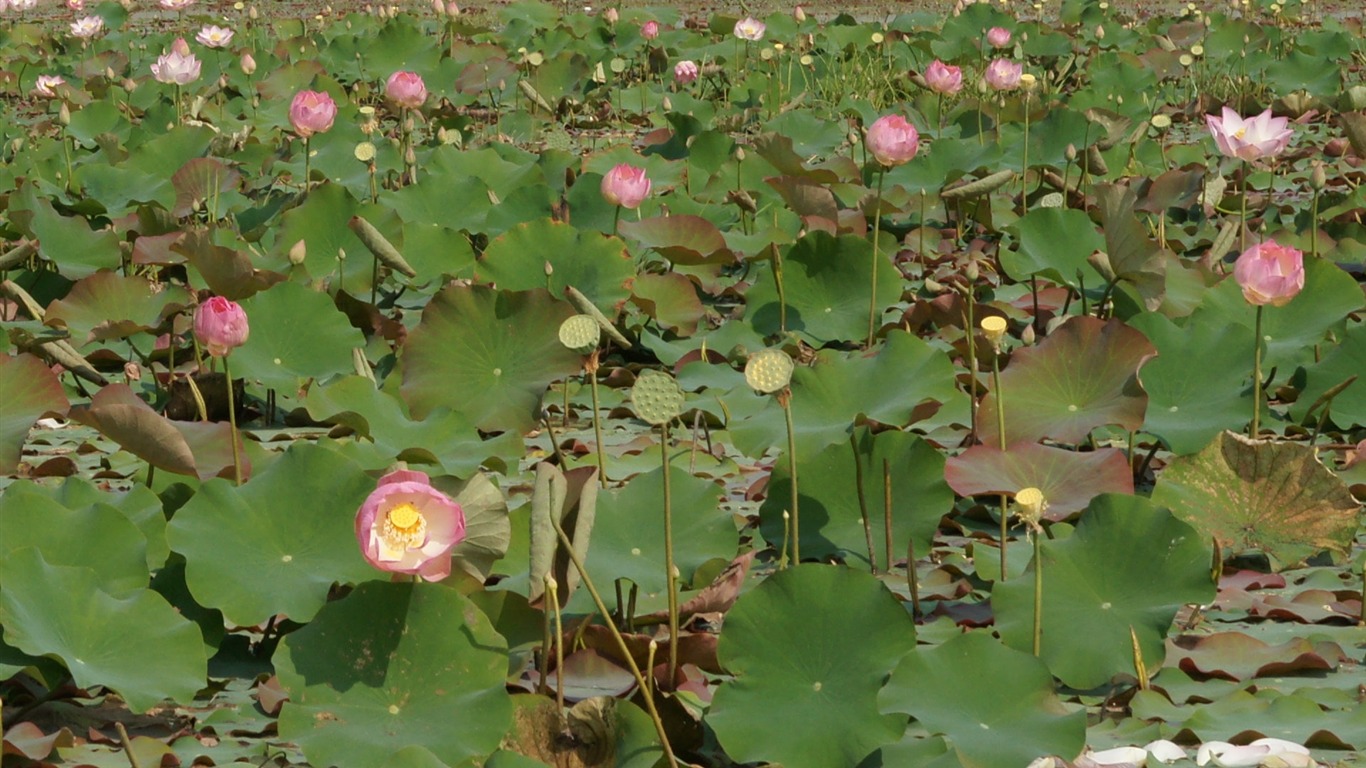 Lotus Fototapete (2) #10 - 1366x768