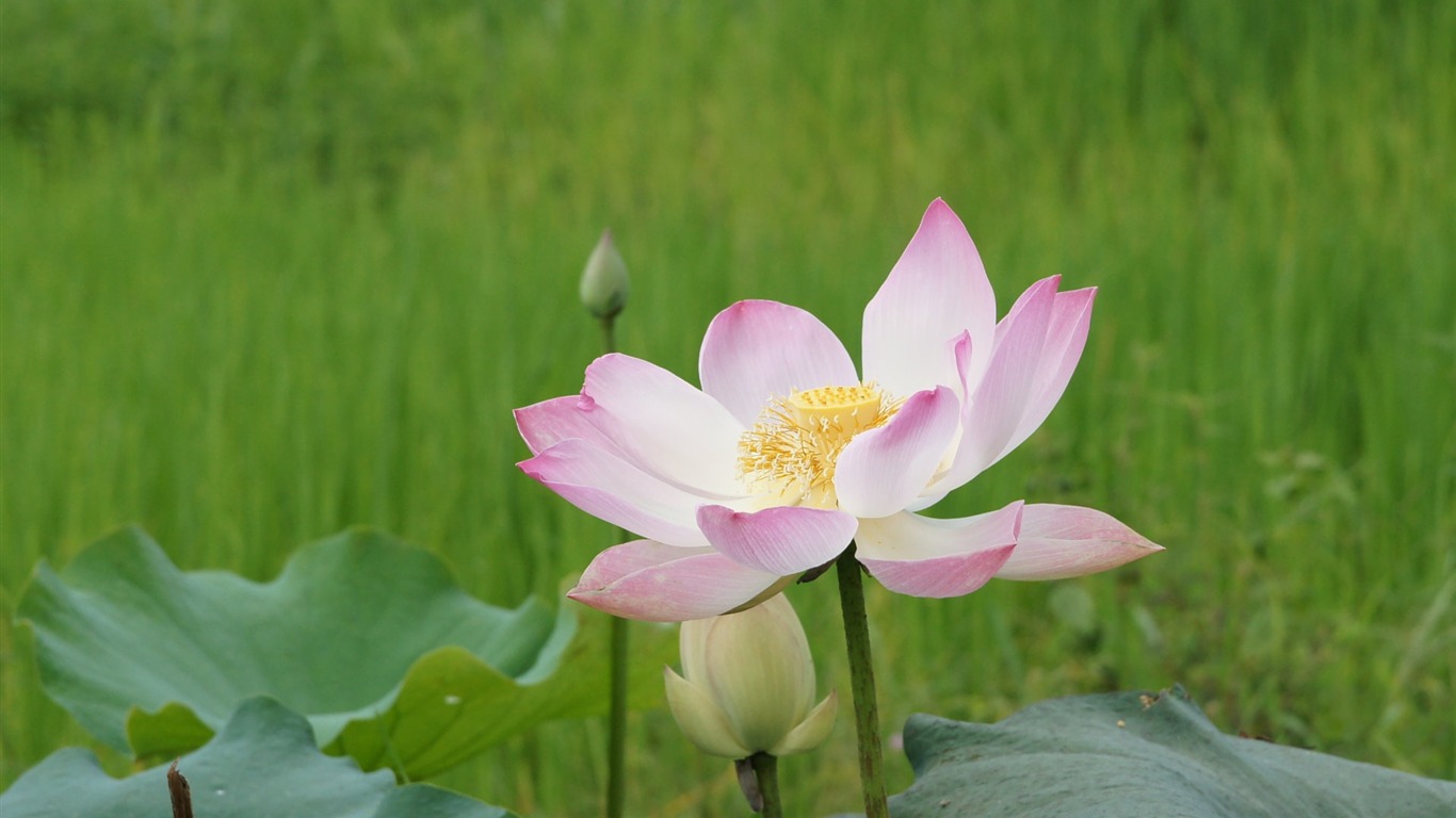 Lotus tapety foto (2) #11 - 1366x768