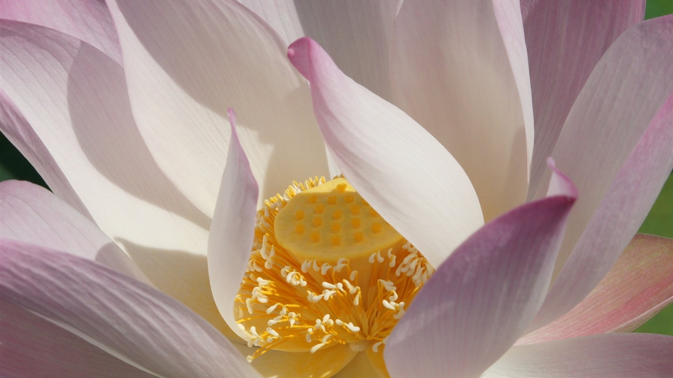 Lotus photo wallpaper (2) #12 - 1366x768