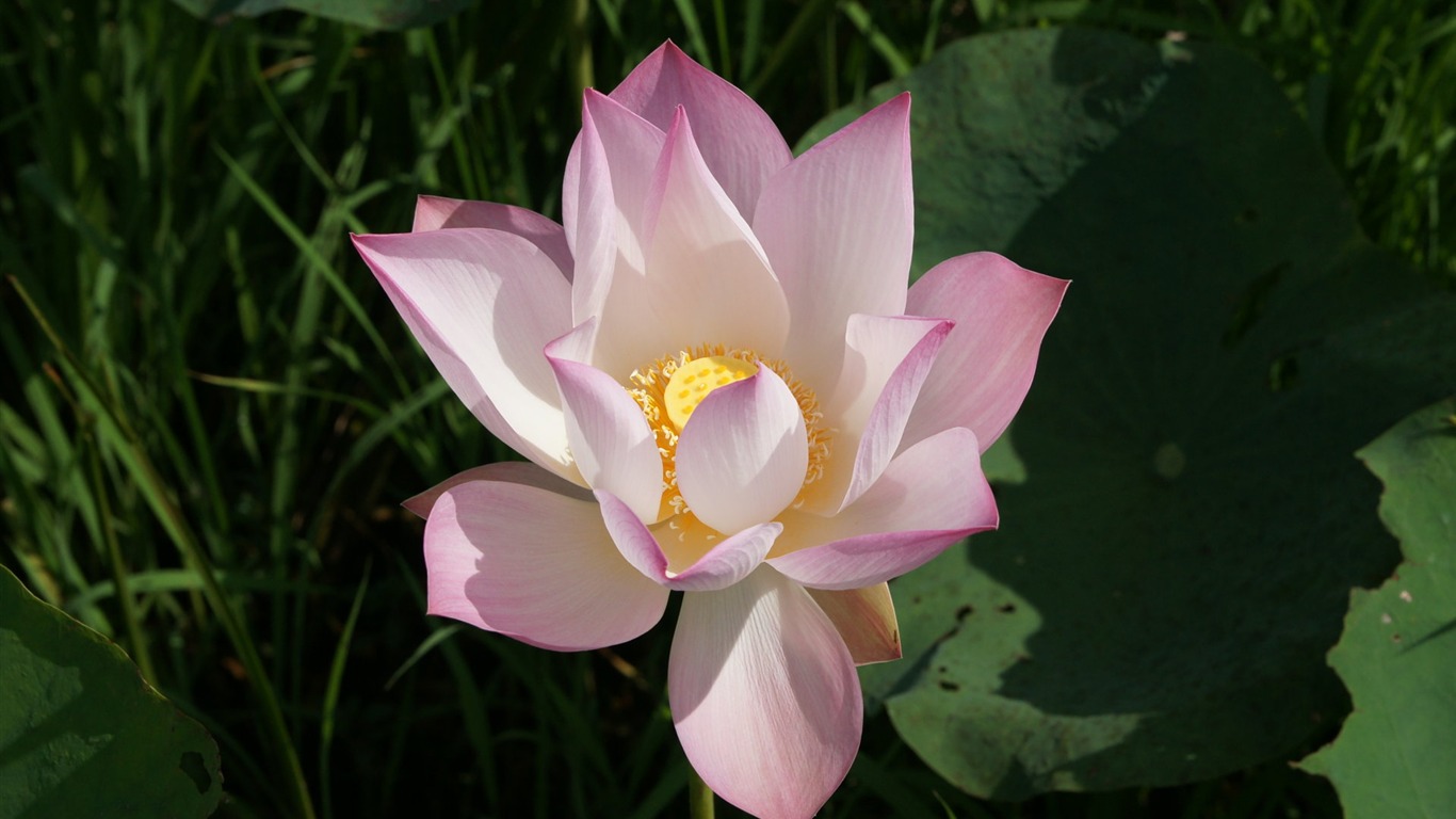 Lotus Fototapete (2) #13 - 1366x768