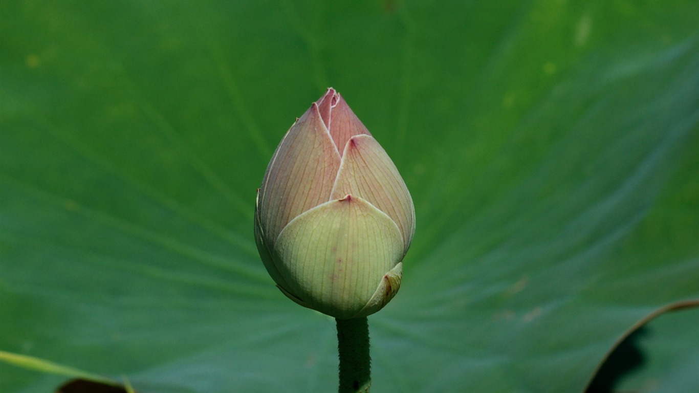 Lotus tapety foto (2) #14 - 1366x768