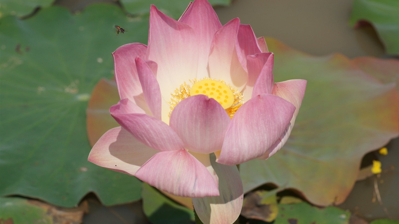 Lotus tapety foto (2) #15 - 1366x768