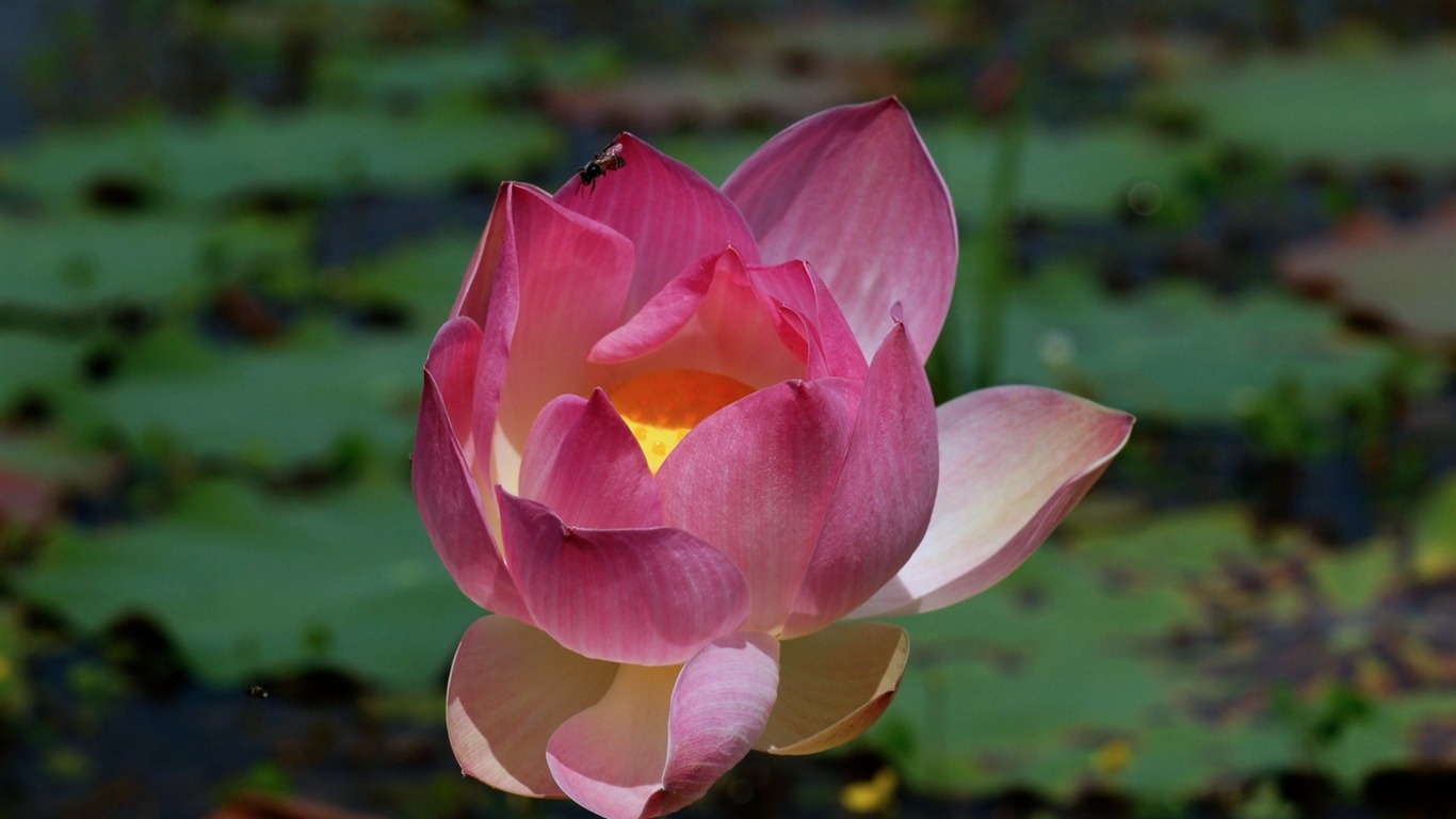 Lotus tapety foto (2) #17 - 1366x768