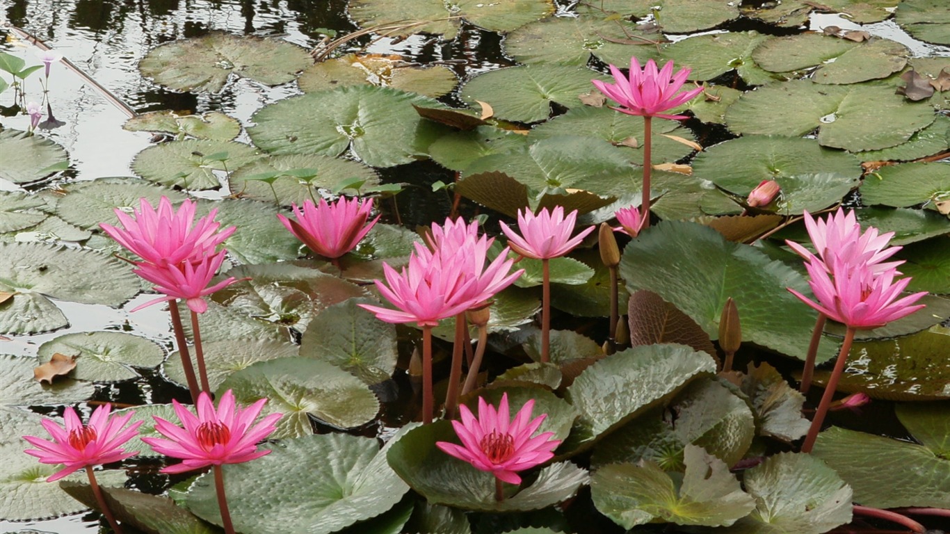 Lotus fondos de escritorio de la foto (2) #20 - 1366x768