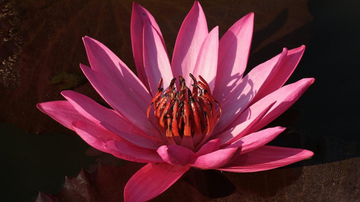 Fond d'écran photo Lotus (3) #2 - 1366x768
