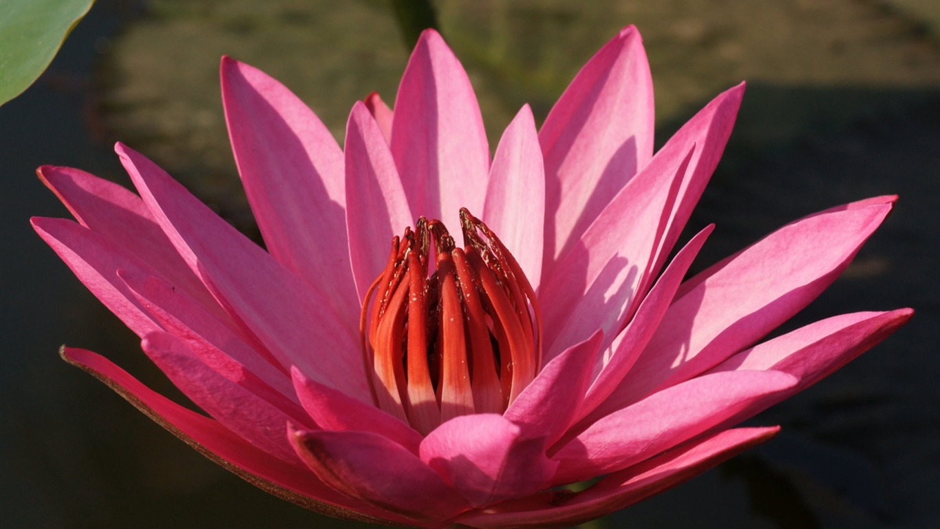 Lotus photo wallpaper (3) #3 - 1366x768