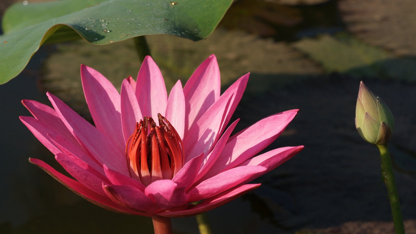 Lotus photo wallpaper (3) #4 - 1366x768