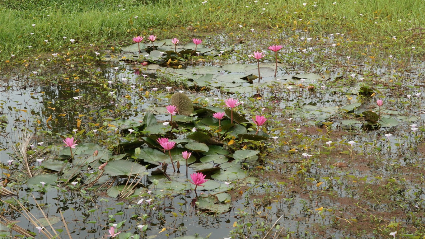 Fond d'écran photo Lotus (3) #6 - 1366x768