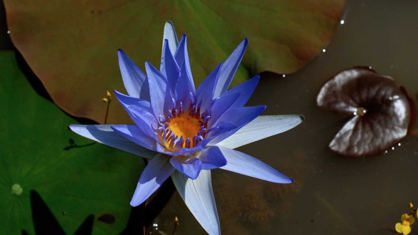 Lotus photo wallpaper (3) #7 - 1366x768