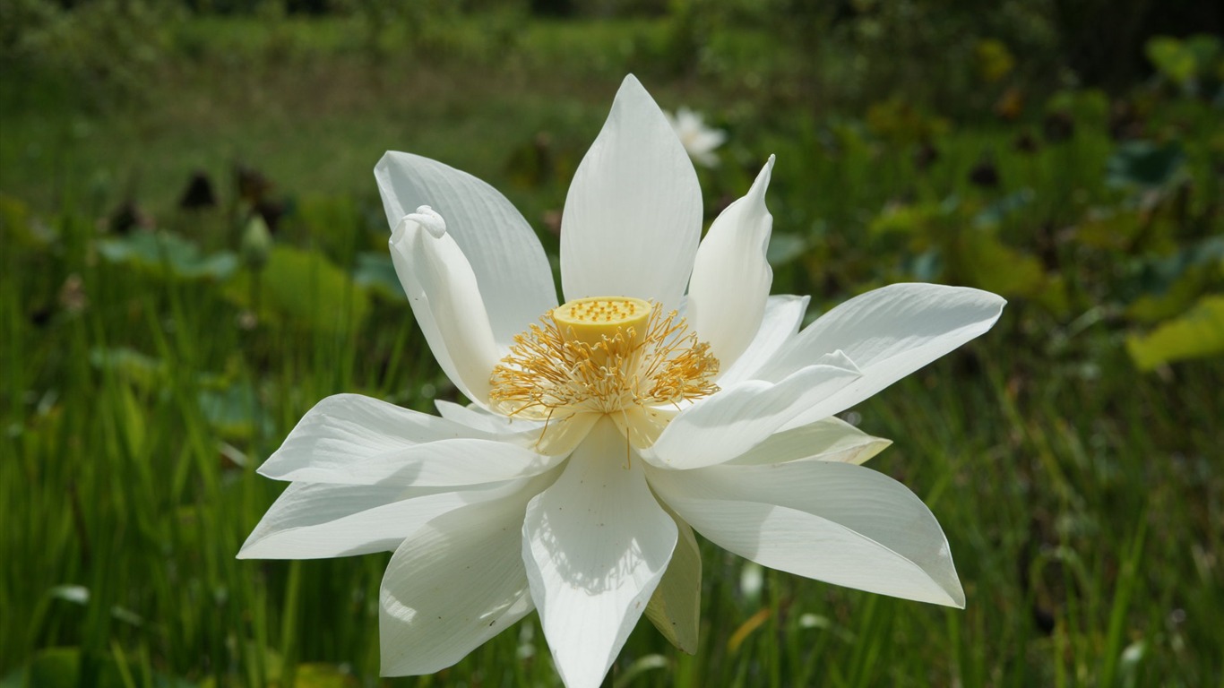 Fond d'écran photo Lotus (3) #9 - 1366x768