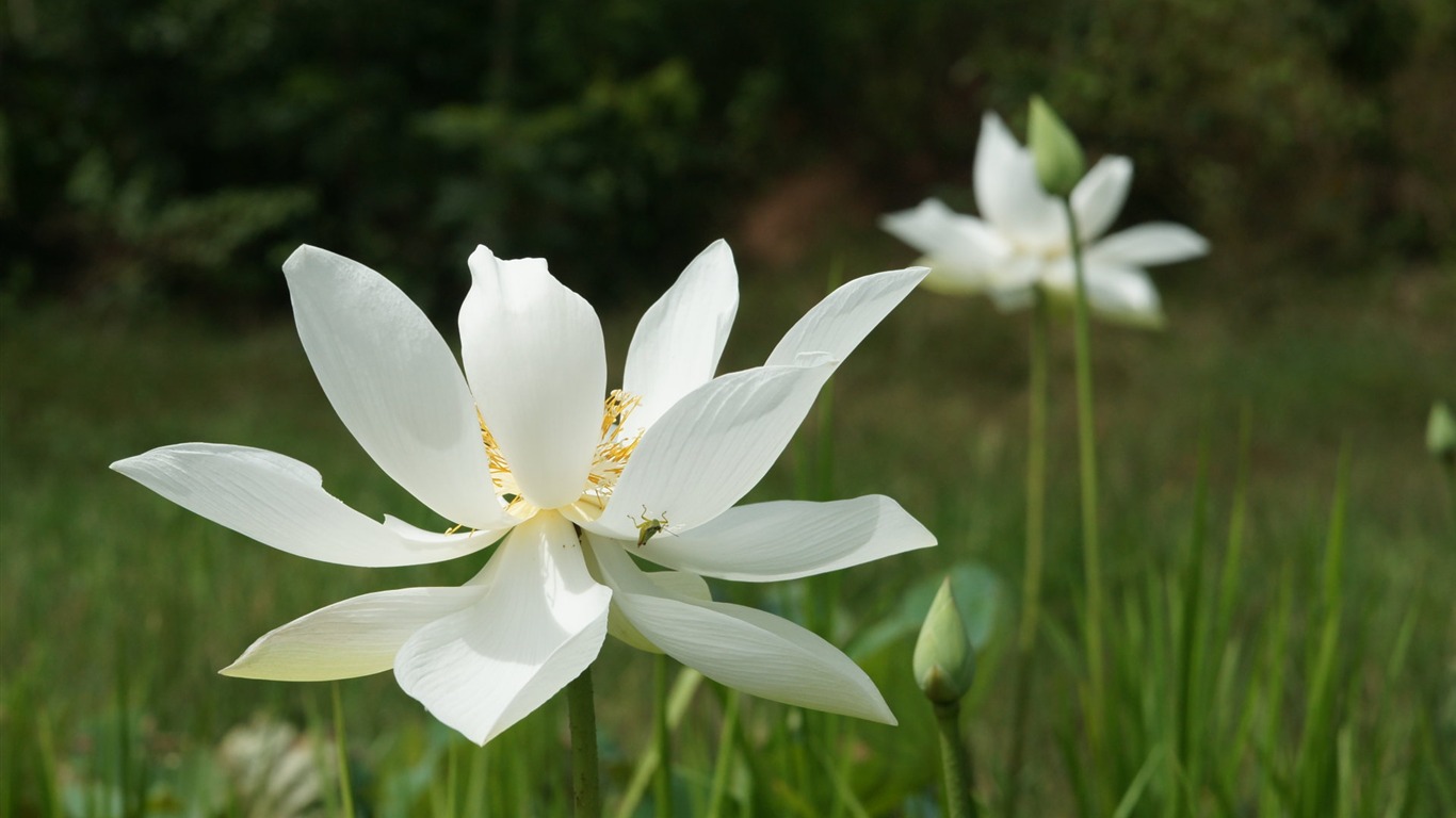 Lotus photo wallpaper (3) #10 - 1366x768