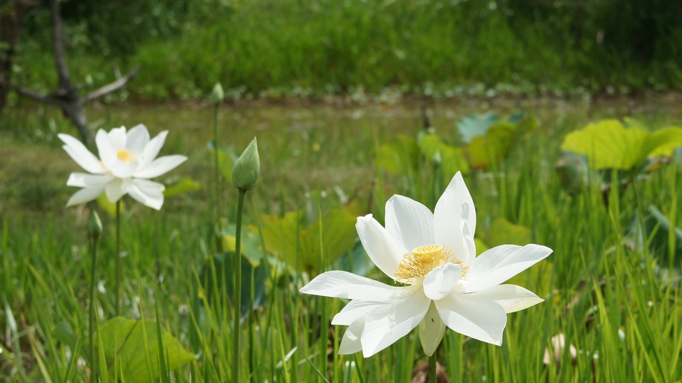 Fond d'écran photo Lotus (3) #11 - 1366x768