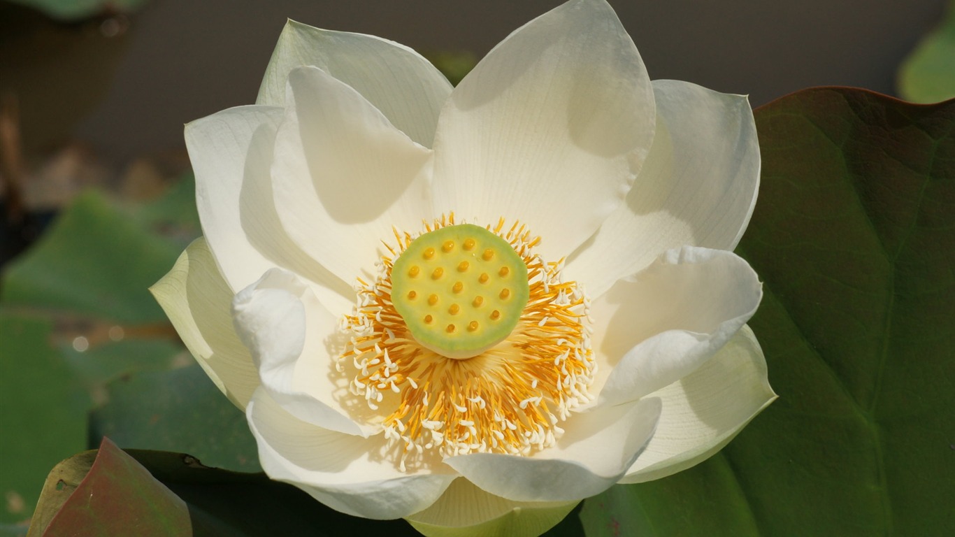 Lotus photo wallpaper (3) #12 - 1366x768