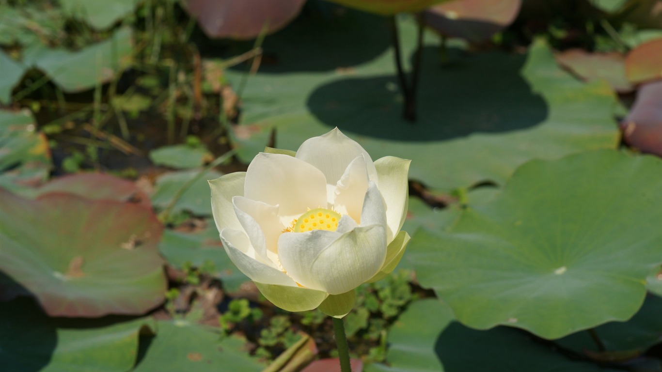 Lotus photo wallpaper (3) #13 - 1366x768