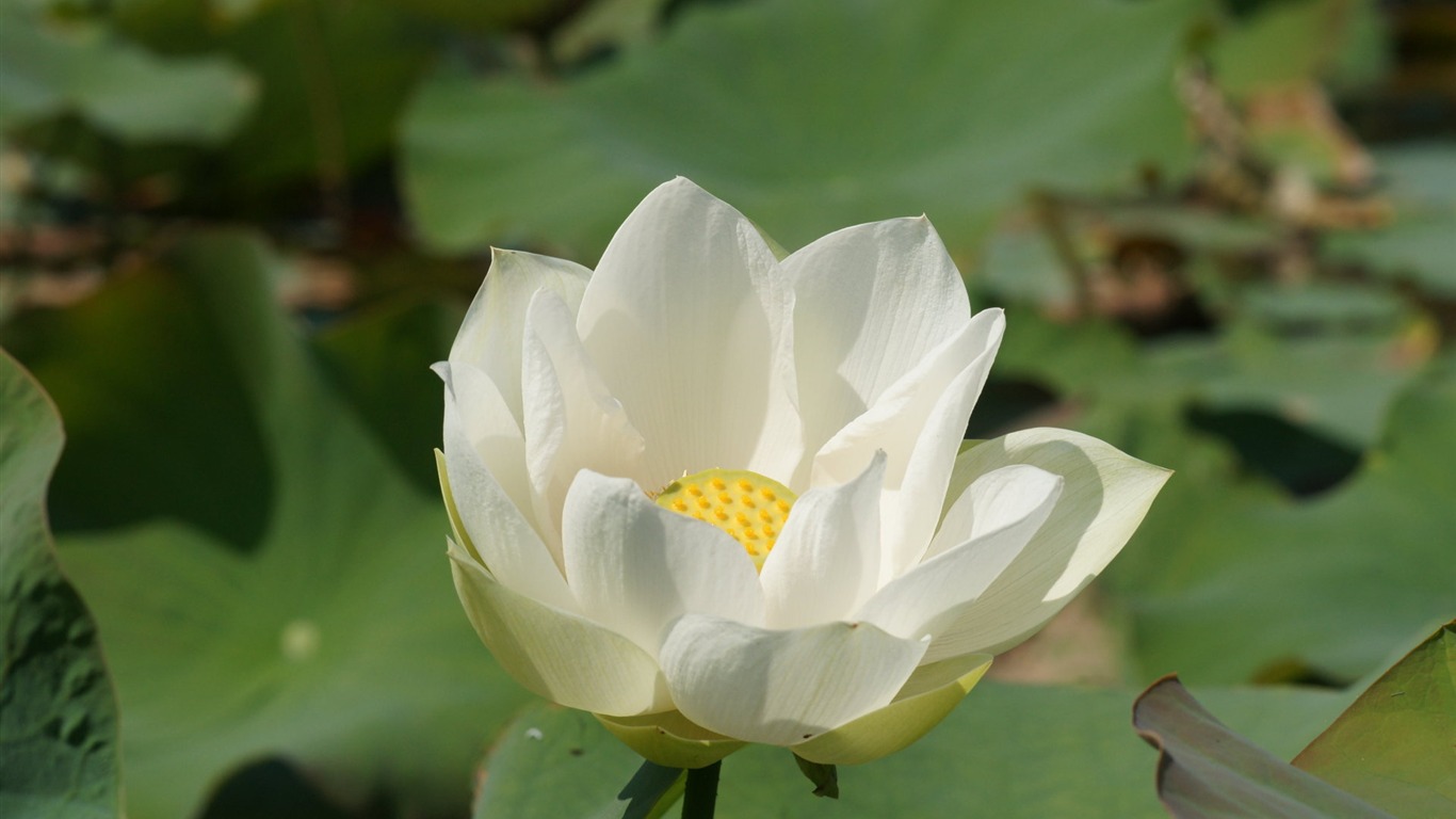 Fond d'écran photo Lotus (3) #14 - 1366x768