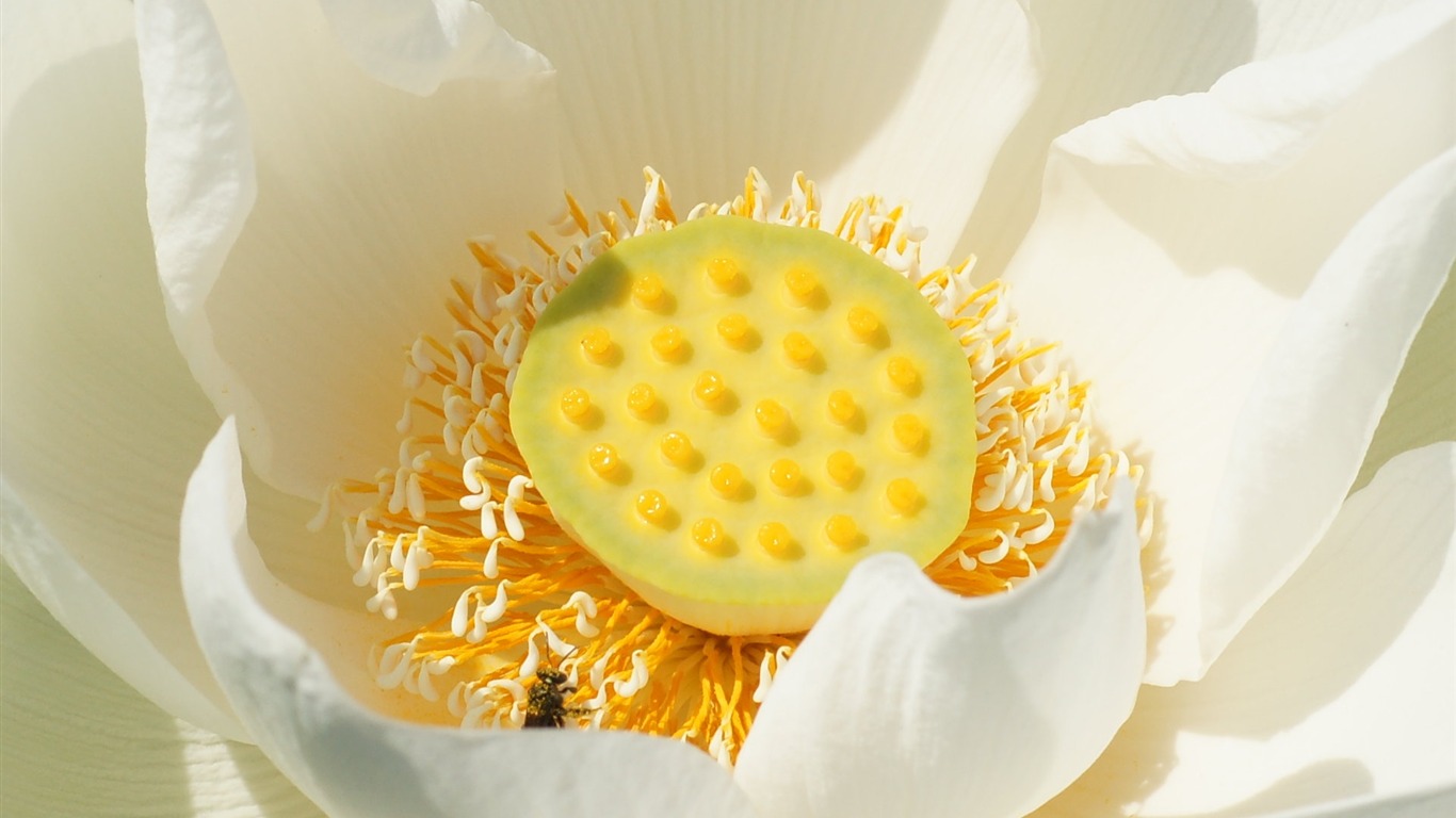 Lotus photo wallpaper (3) #15 - 1366x768