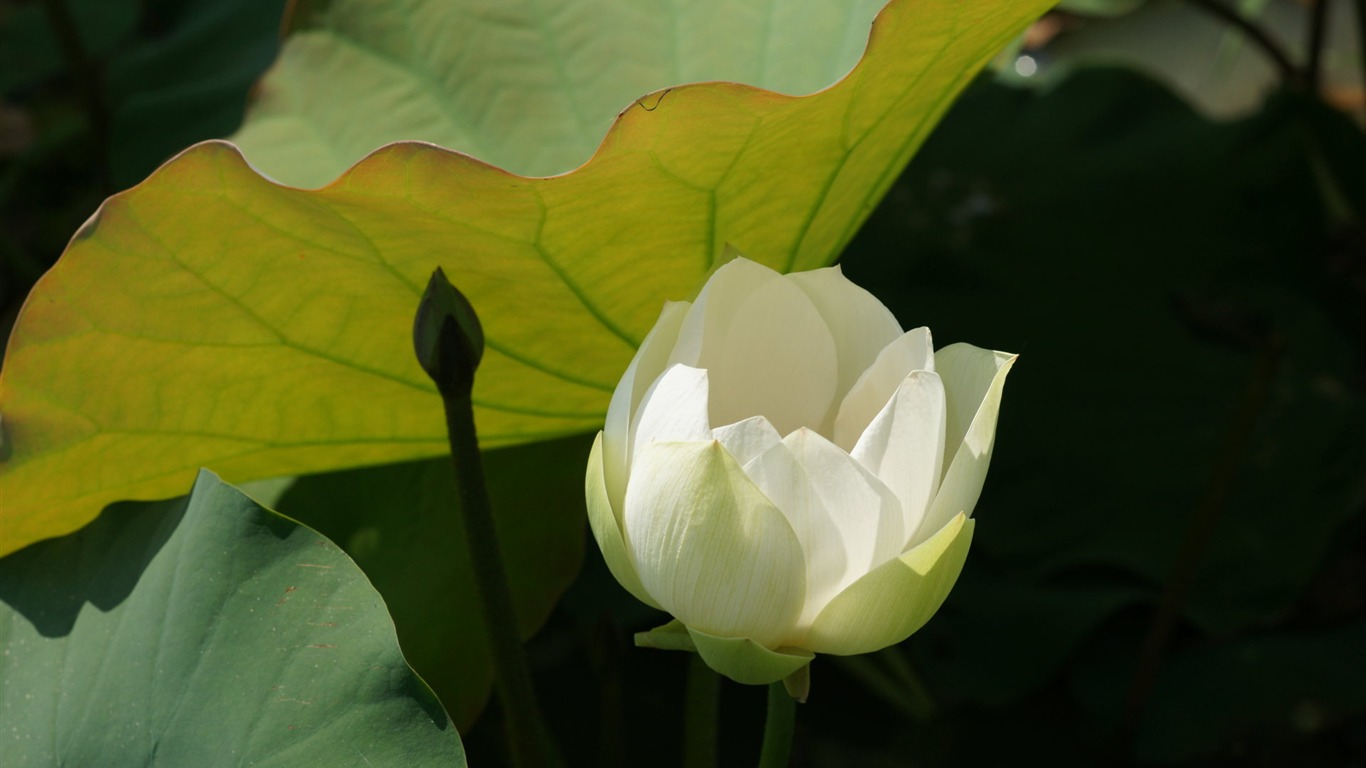 Fond d'écran photo Lotus (3) #16 - 1366x768