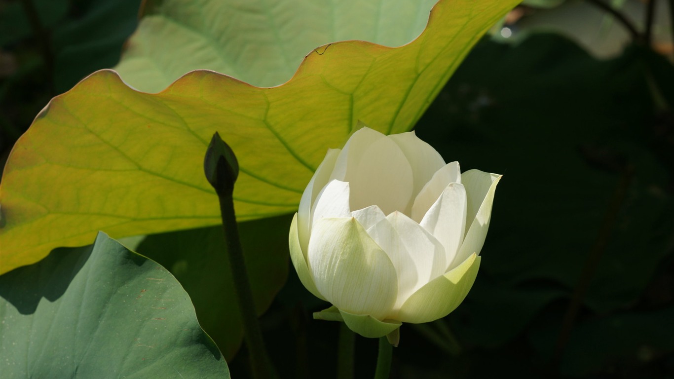 Lotus photo wallpaper (3) #16 - 1366x768