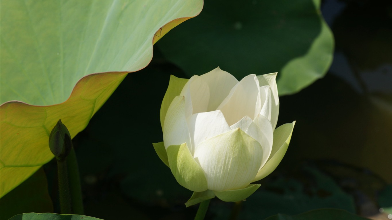 Fond d'écran photo Lotus (3) #17 - 1366x768