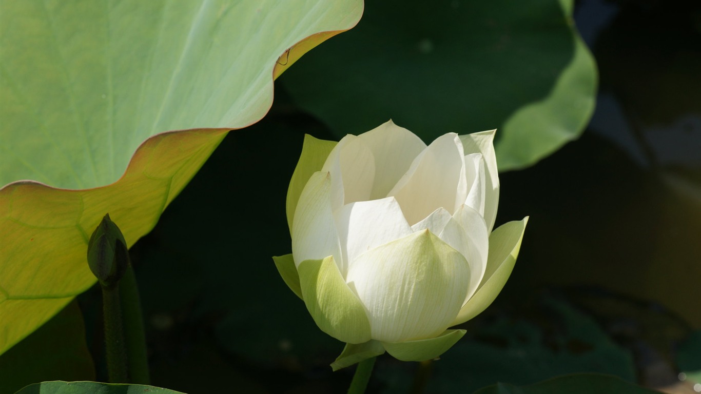 Lotus photo wallpaper (3) #17 - 1366x768