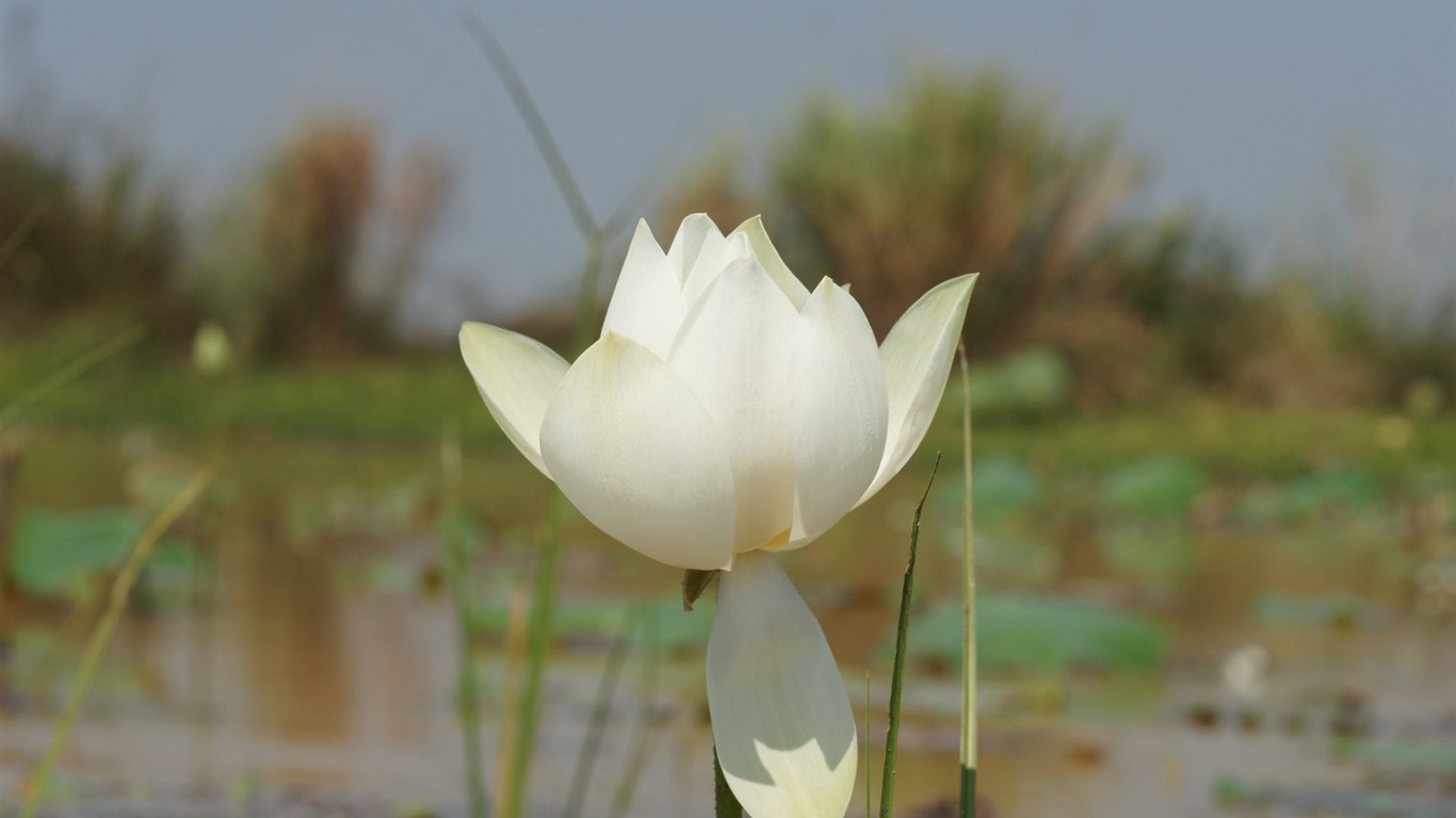 Fond d'écran photo Lotus (3) #18 - 1366x768