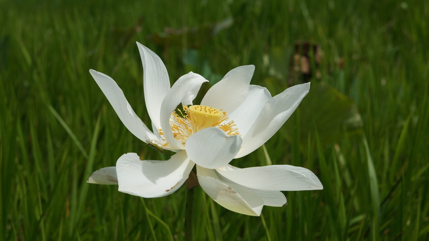 Lotus photo wallpaper (3) #19 - 1366x768