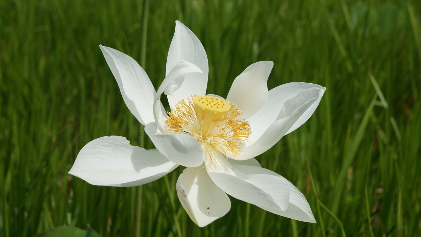 Fond d'écran photo Lotus (3) #20 - 1366x768