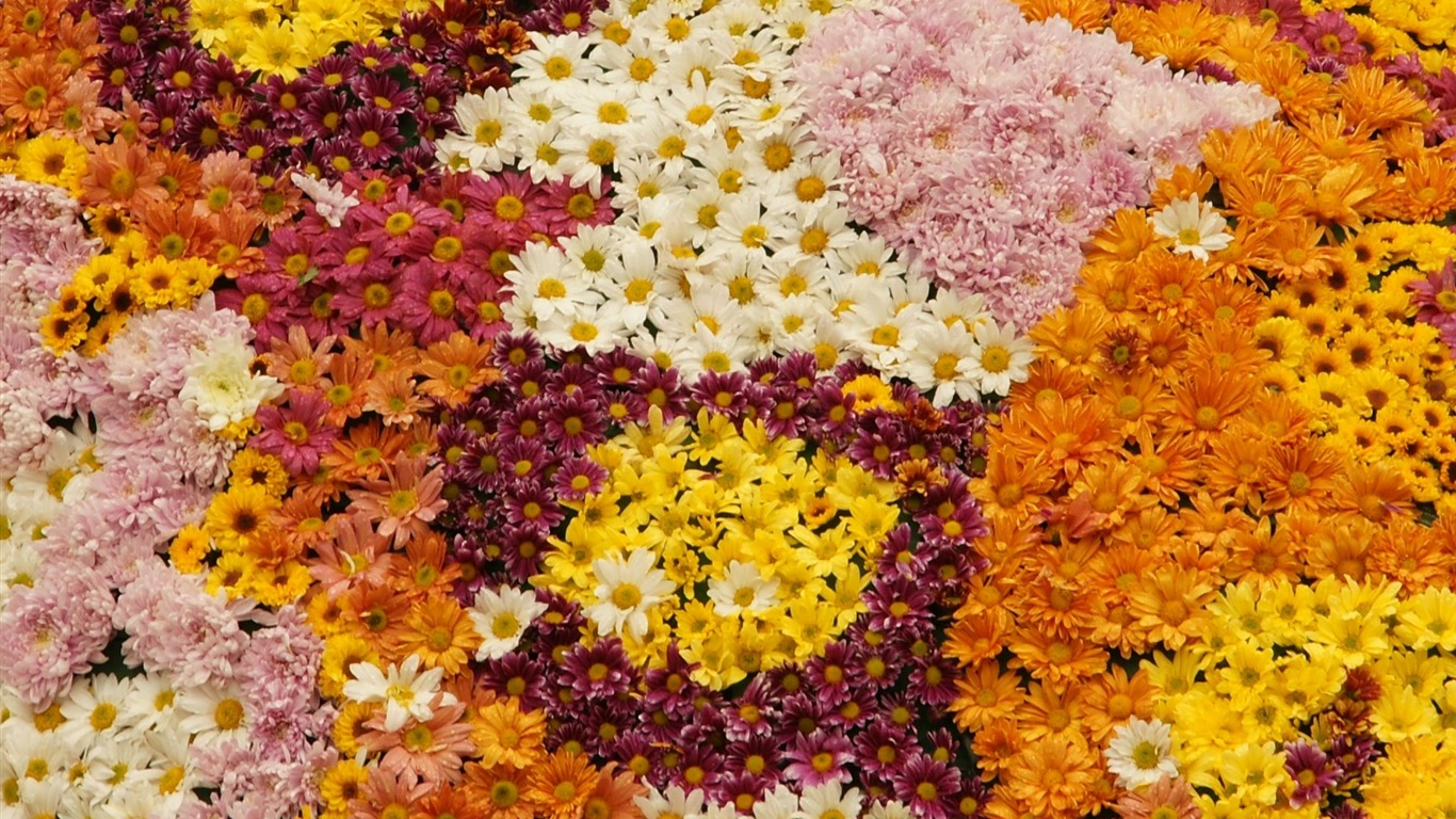 Colorful flowers decorate wallpaper (1) #3 - 1366x768