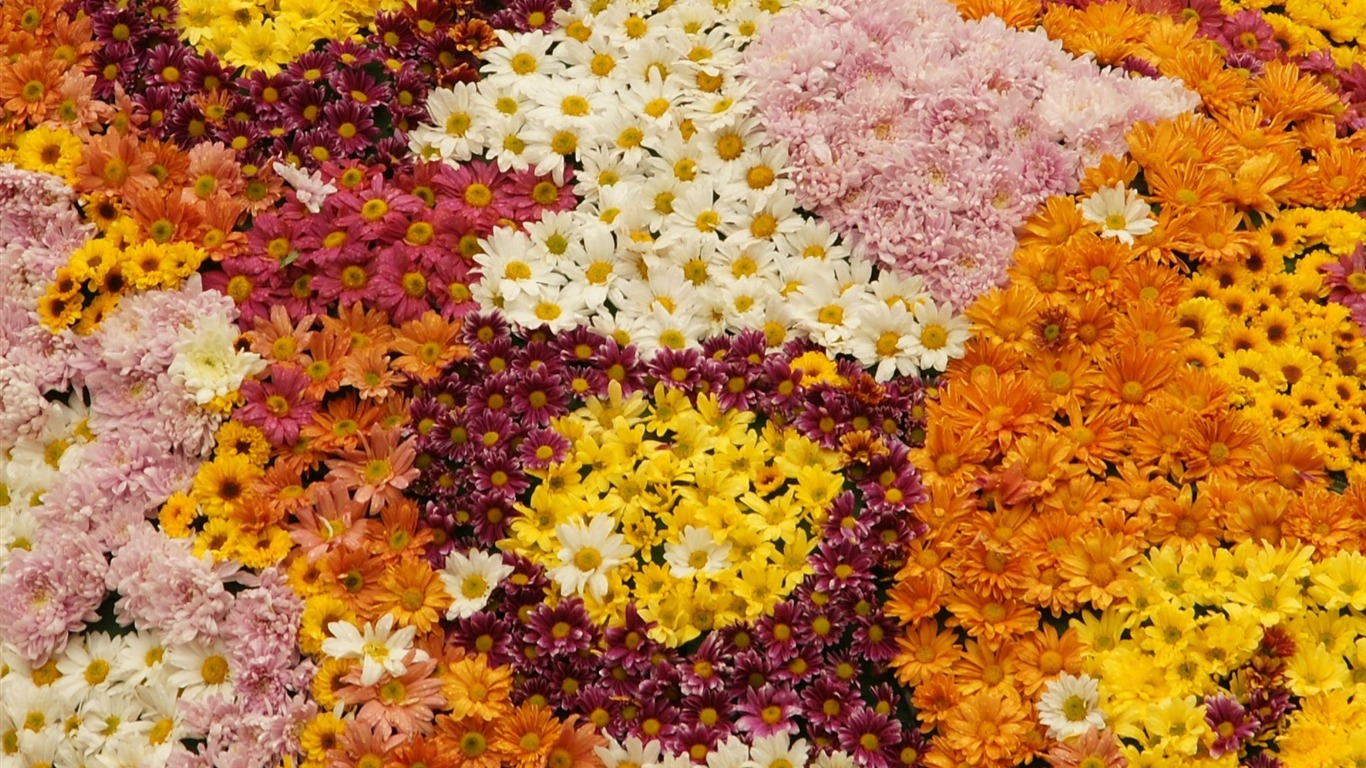 Barevné květy zdobí tapety (1) #3 - 1366x768