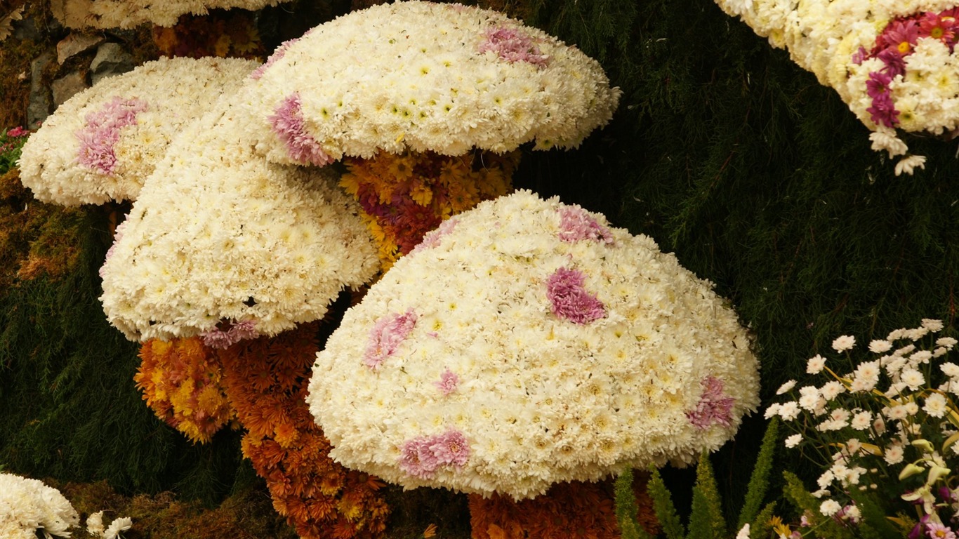 七彩花朵裝飾 壁紙(一) #6 - 1366x768
