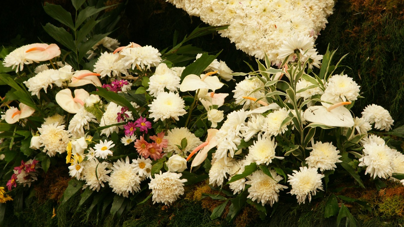 七彩花朵裝飾 壁紙(一) #7 - 1366x768