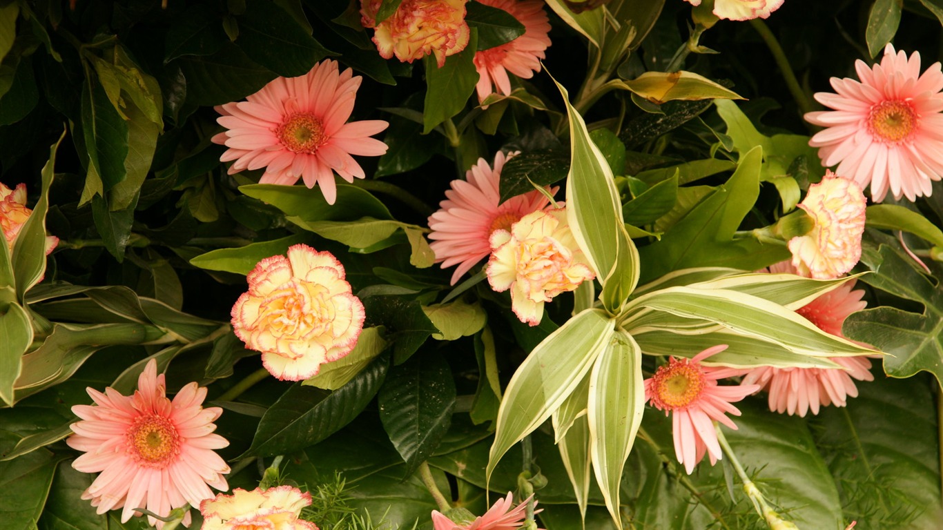 七彩花朵裝飾 壁紙(一) #17 - 1366x768
