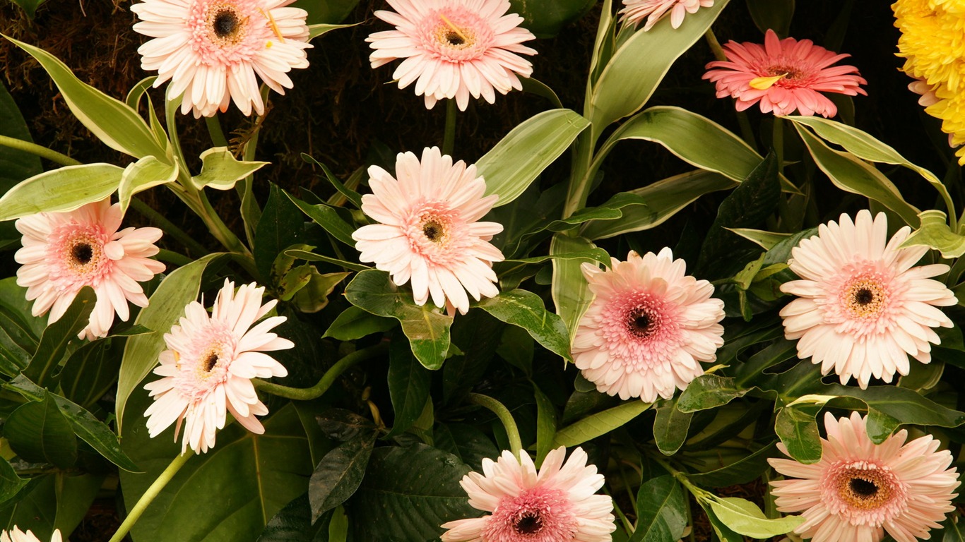 fleurs colorées décorent fond d'écran (2) #1 - 1366x768