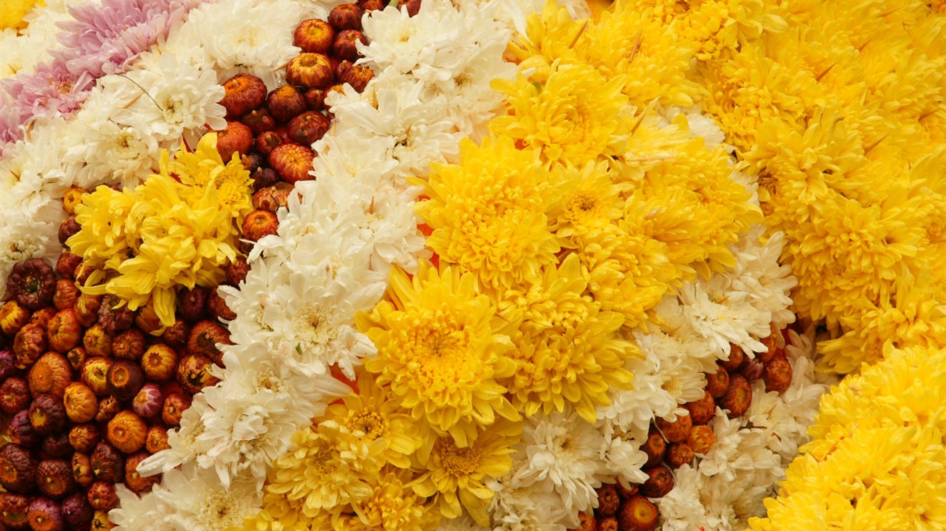 七彩花朵装饰 壁纸(二)2 - 1366x768
