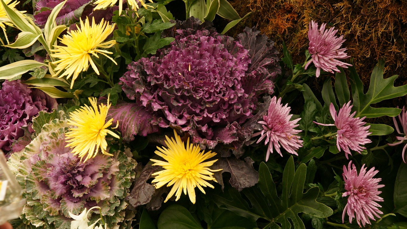 fleurs colorées décorent fond d'écran (2) #9 - 1366x768