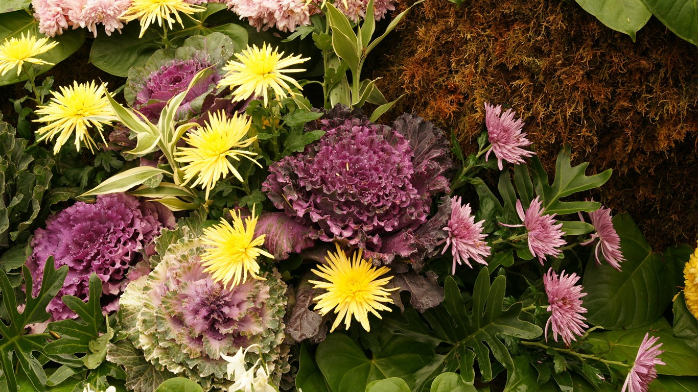 Barevné květy zdobí tapety (2) #13 - 1366x768