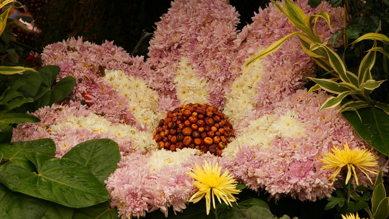 Barevné květy zdobí tapety (2) #15 - 1366x768