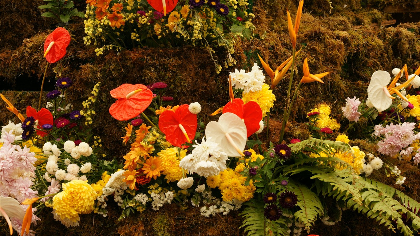 Barevné květy zdobí tapety (2) #16 - 1366x768